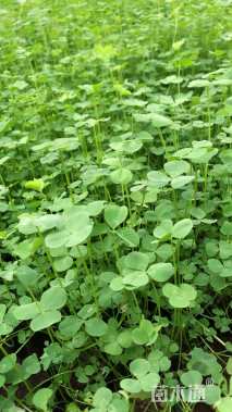 高度10厘米白三叶