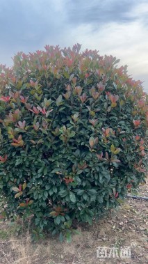 冠幅180厘米红叶石楠球
