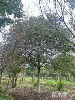 20公分朴树