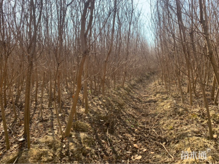 350厘米乌桕小苗