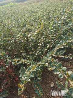 高度50厘米平枝栒子