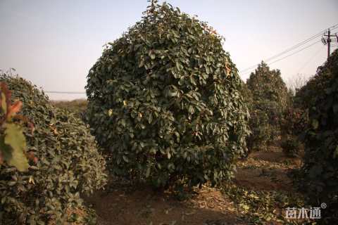 高度350厘米中华石楠