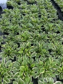 高度25厘米金边玉簪