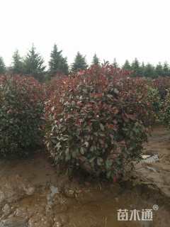 冠幅180厘米红叶石楠球