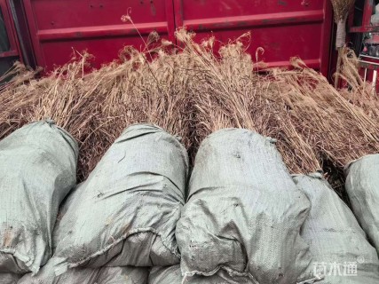 高度50厘米花叶芒