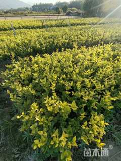 高度35厘米金森女贞小苗