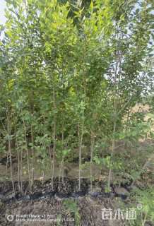 高度120厘米榆树小苗