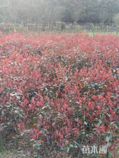 50公分红叶石楠