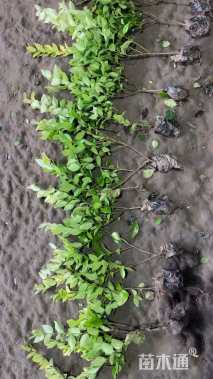 高度70厘米金森女贞