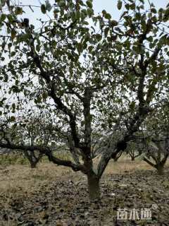 15公分梨树