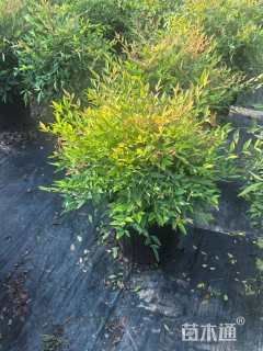 高度30厘米南天竹