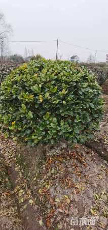 冠幅1500厘米金森女贞球