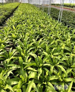 高度35厘米鸟巢蕨