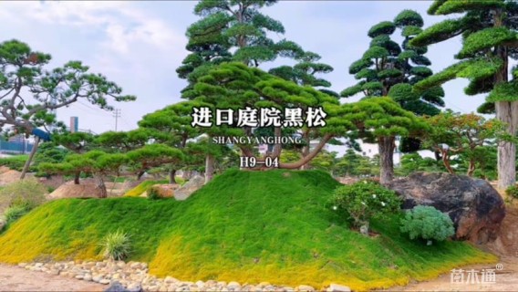 高度100厘米黑松