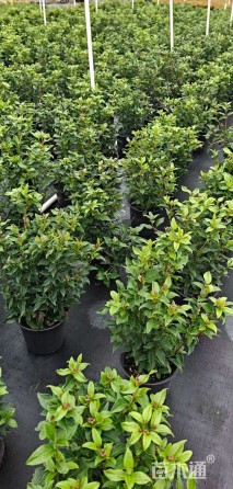 高度50厘米地中海荚蒾