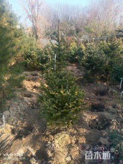 高度400厘米云杉