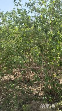 高度250厘米天目琼花