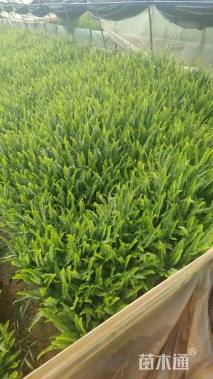 高度30厘米蜈蚣草