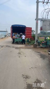 高度30厘米晚香玉