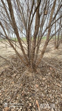 高度700厘米丛生三角枫