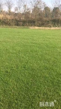 混播黑麦草