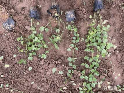 高度30厘米花叶蔓长春