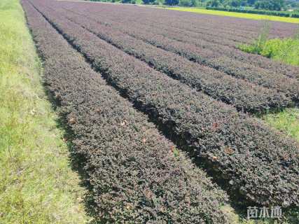 高度30厘米红花继木