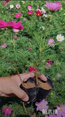 高度16厘米波斯菊