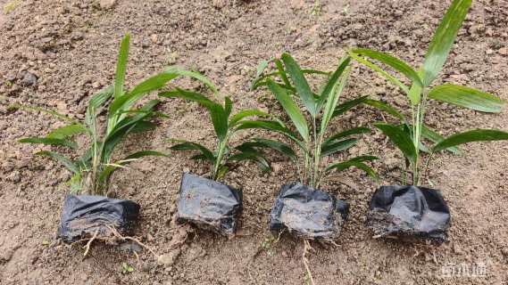 裸干高25厘米棕竹