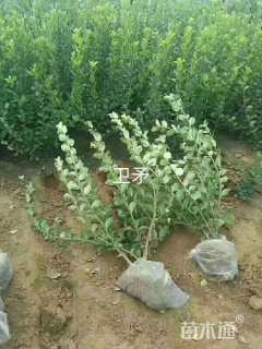 高度55厘米冬青卫矛