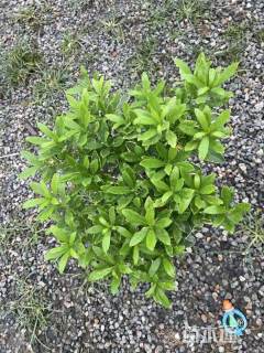 高度25厘米金边瑞香