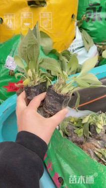 高度13厘米黑心菊