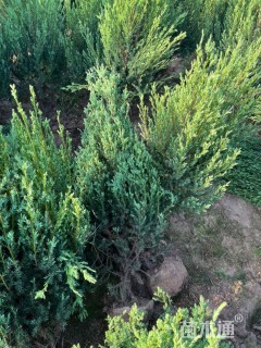 高度120厘米桧柏