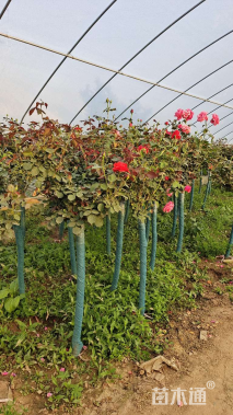 高度150厘米高杆月季