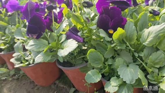 高度8厘米三色堇