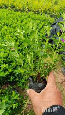 高度15厘米满天星