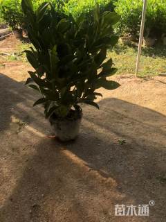 高度60厘米非洲茉莉