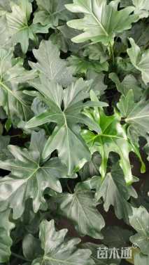 高度30厘米春羽