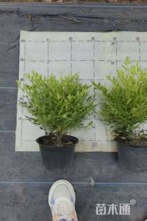 高度30厘米南天竹