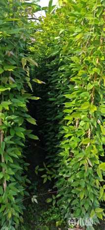 140厘米藤本月季