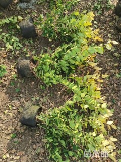 高度45厘米金森女贞