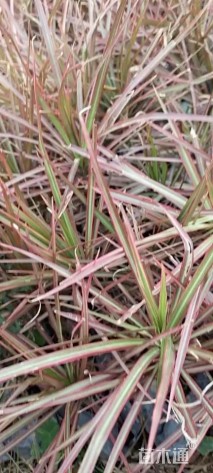 高度25厘米七彩马尾铁