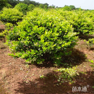 冠幅30厘米金森女贞球