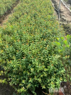 高度35厘米金丝桃小苗