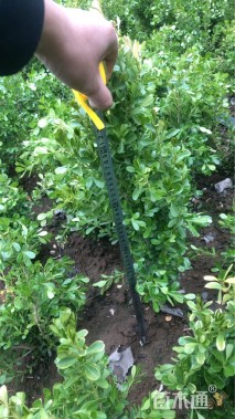 高度45厘米瓜子黄杨