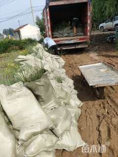 高度60厘米细叶芒