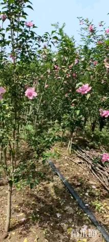 高度150厘米丛生木槿