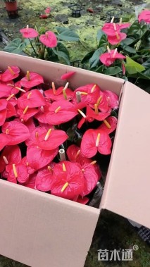 高度25厘米红掌