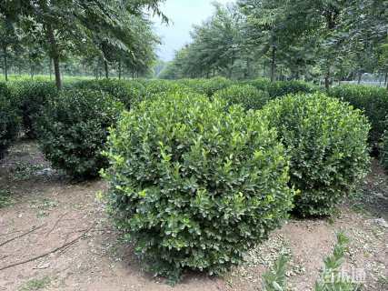 冠幅150厘米大叶黄杨球