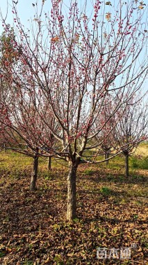 12公分亚当海棠